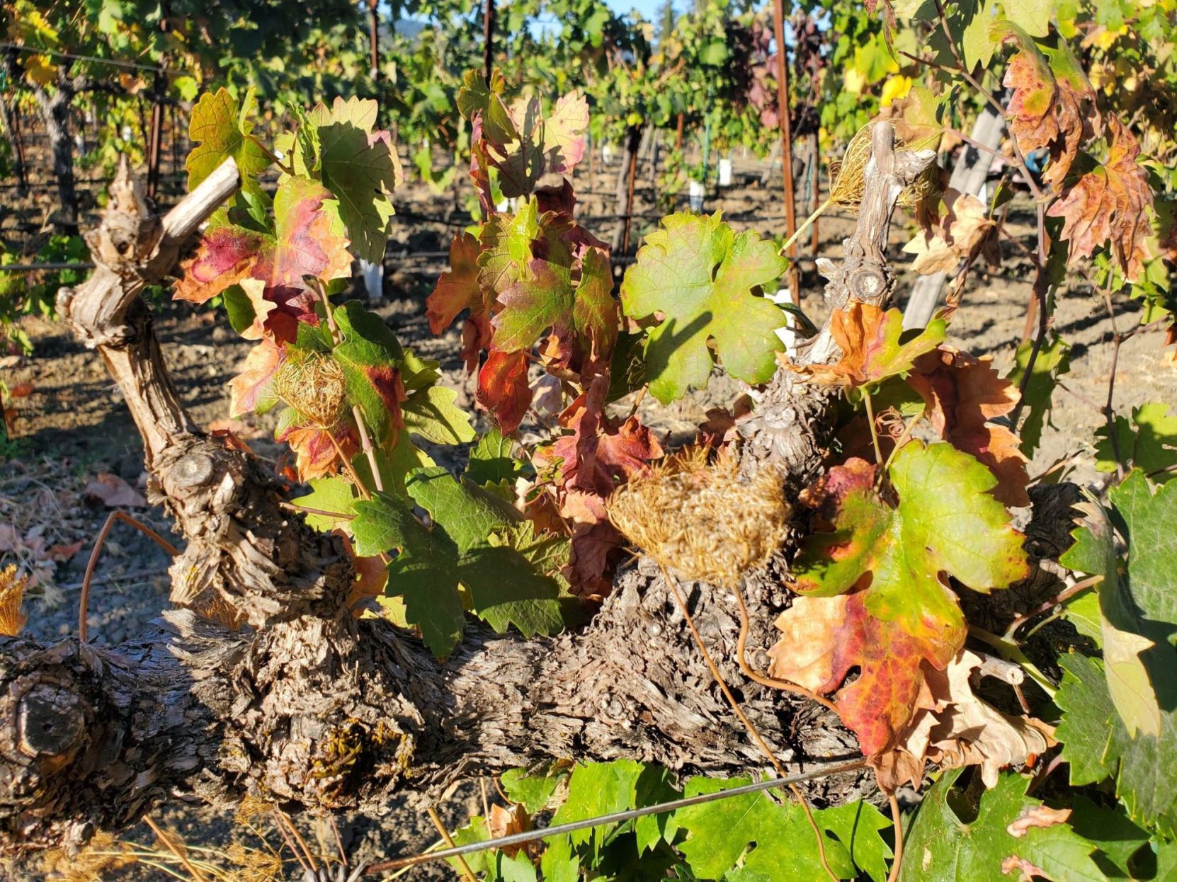Lives of the Vines